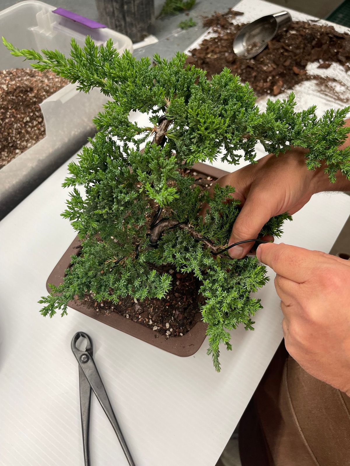 Bonsai Make & Take Workshop