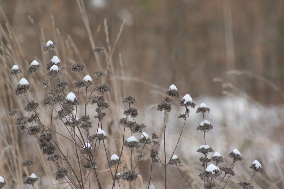 Solstice Stroll: Embodied Connection with Winter Ecology