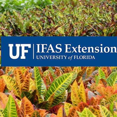 UF\/IFAS Extension Palm Beach County \u2014 Env. Hort.