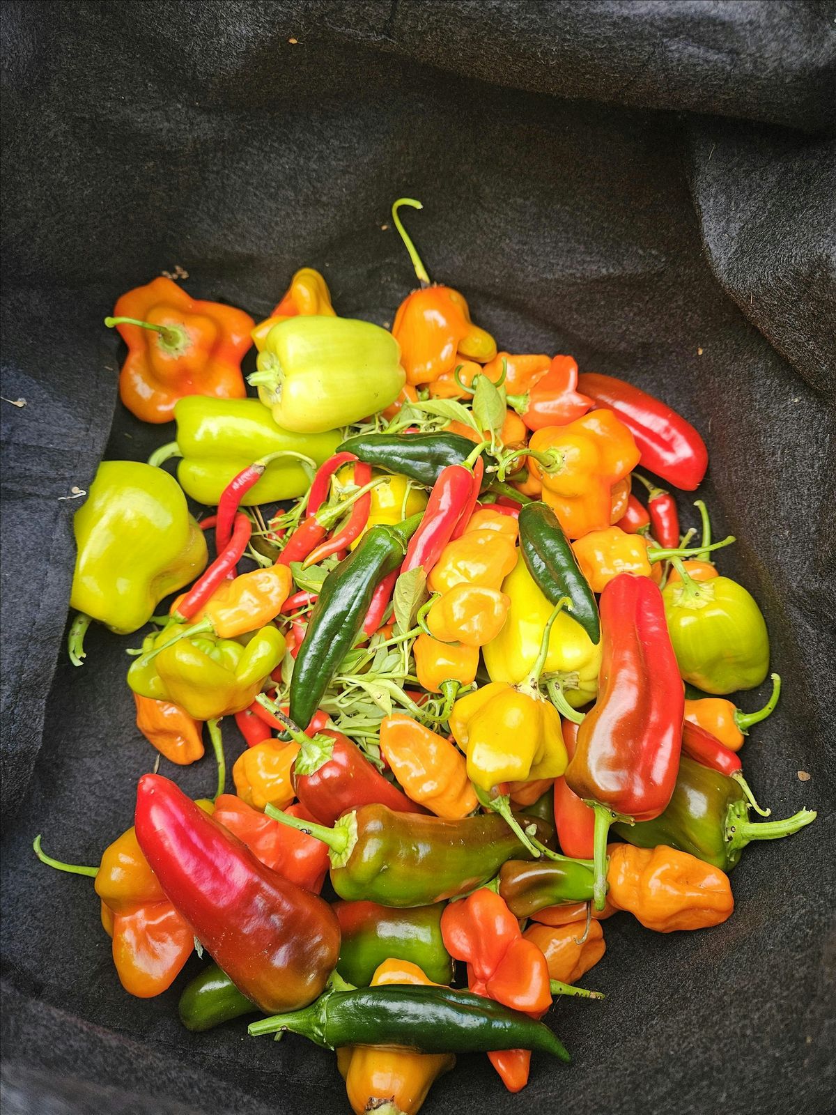 Garden Open Hours May