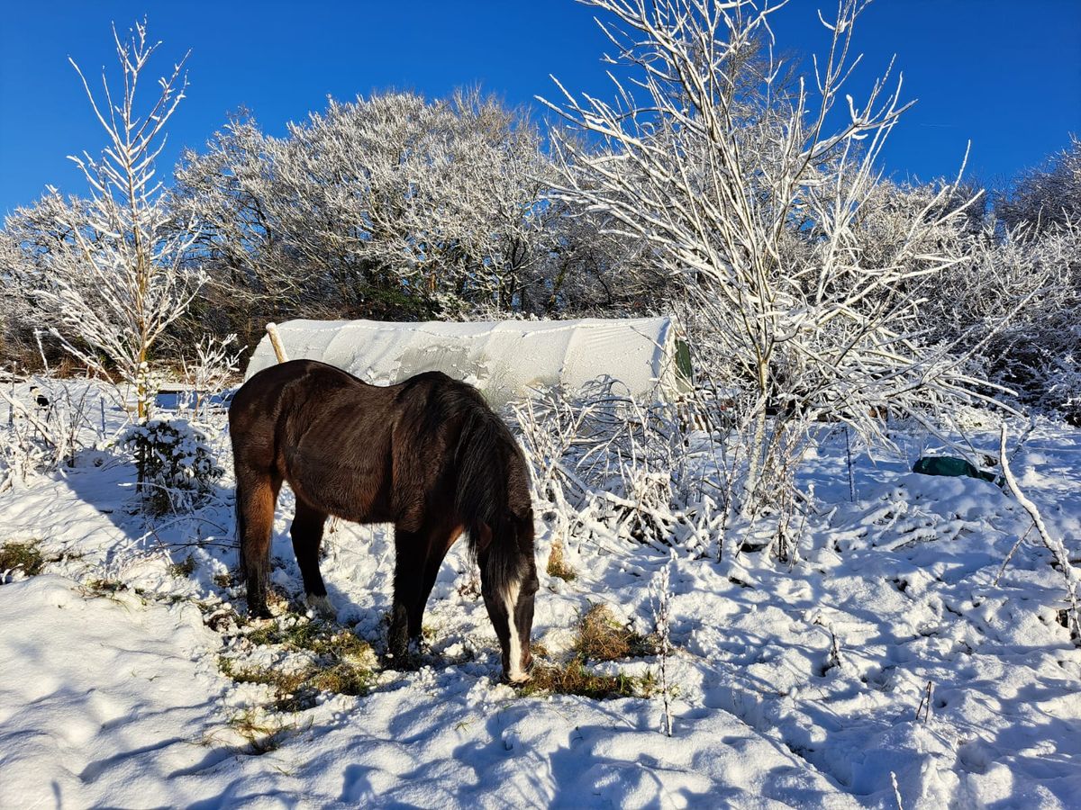 The Role of Livestock in Enhancing the  Natural Environment