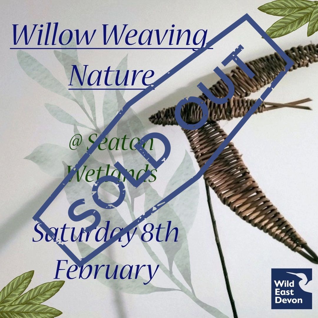 Willow Weaving Nature - Swift