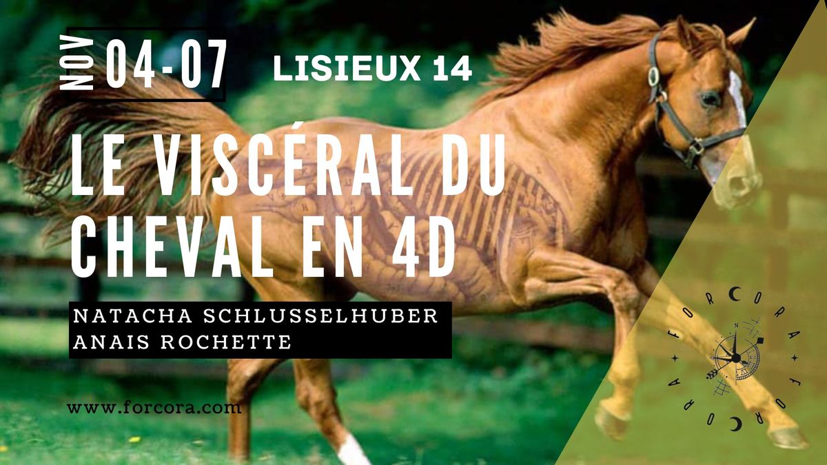  Visc\u00e9ral 4D cheval 