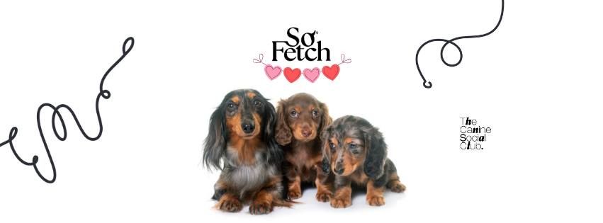 Weenie Wednesday: Paw-lentine's Edition