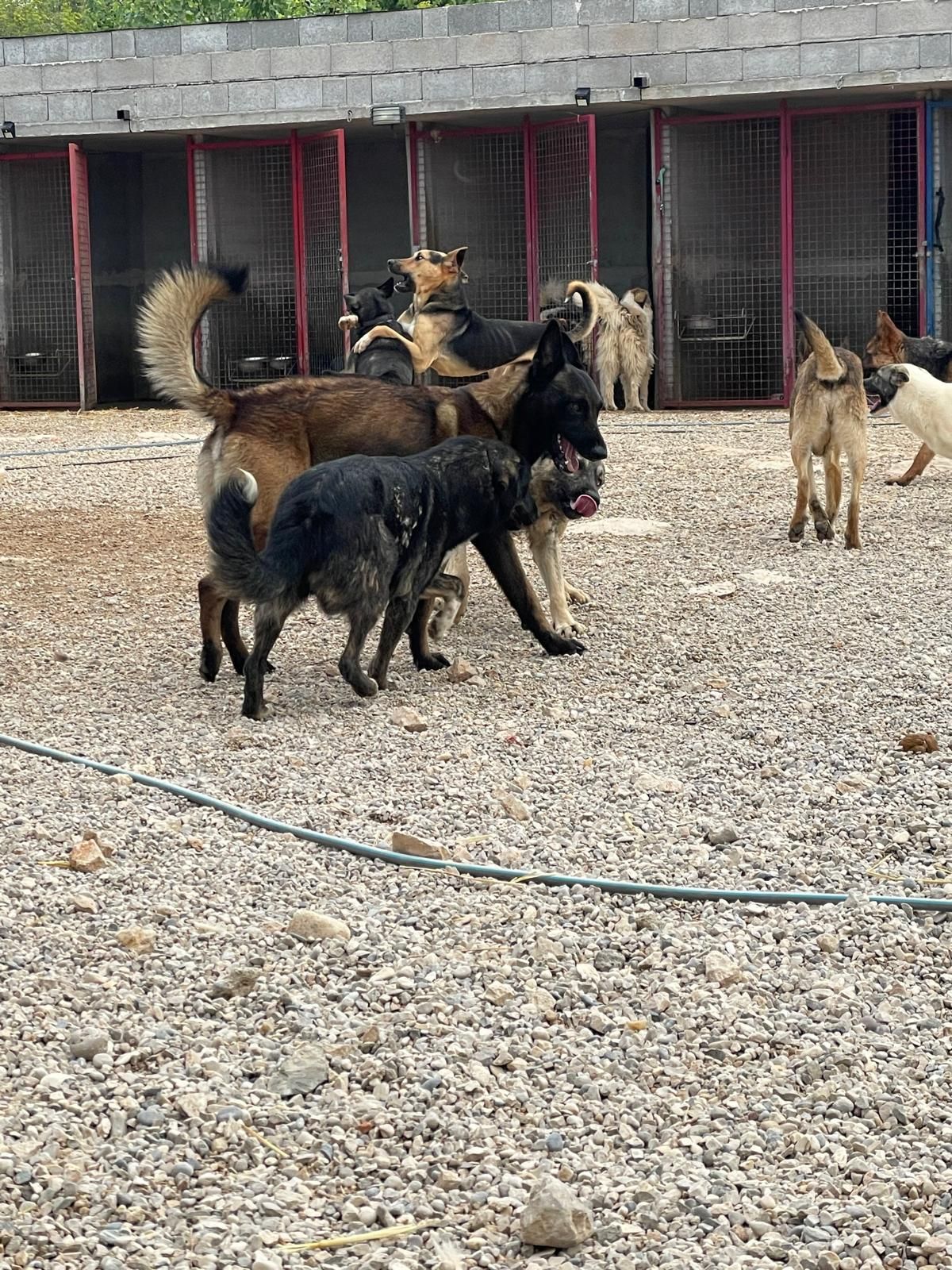 Ausdrucksverhalten beim Hund - Alexander Schillack 