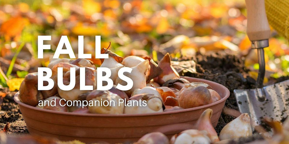 Fall Bulbs and Companion Plants: In-Store