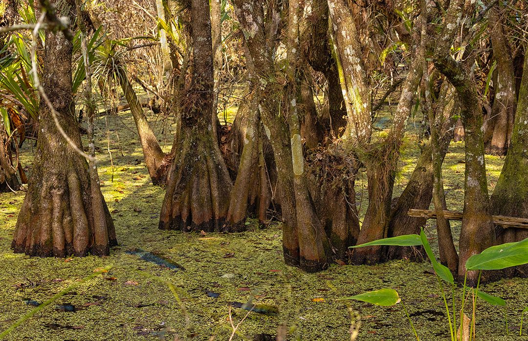 World Wetlands Day at Corkscrew Swamp Sanctuary