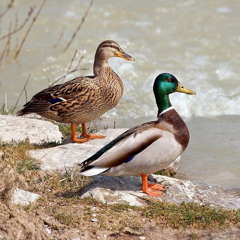 Wintering Ducks with Red Oaks Birding Club