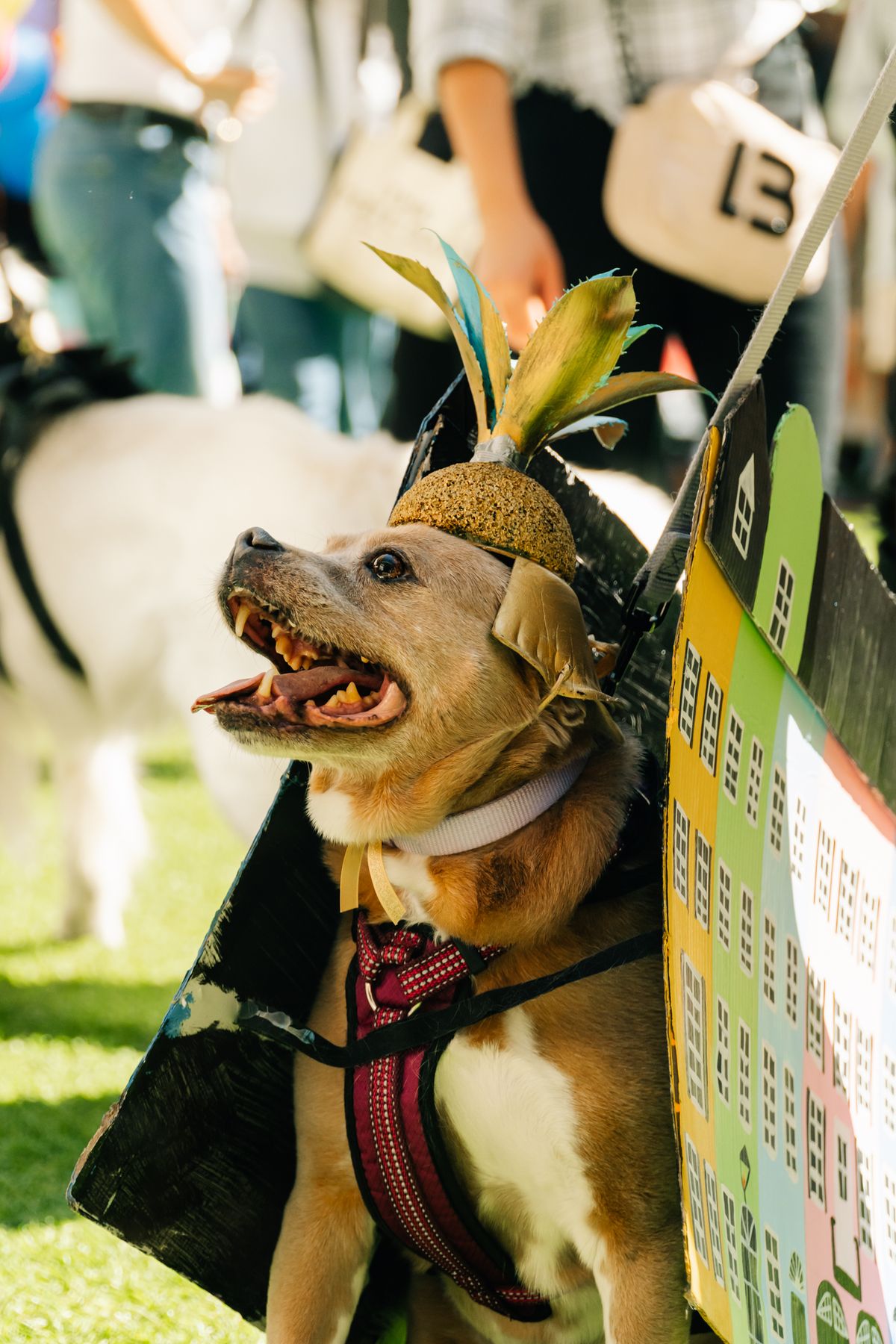 Wagoween Charleston 2024