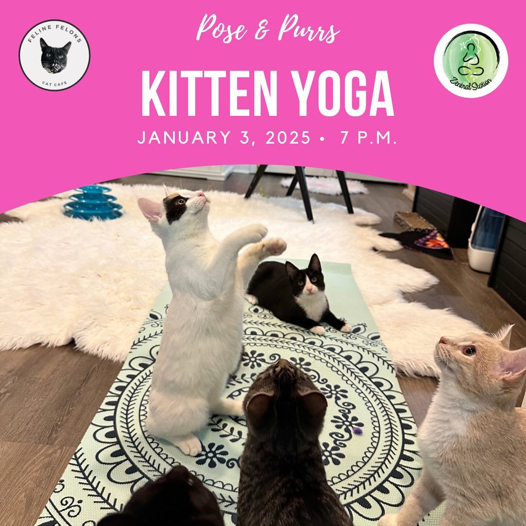 Pose & Purrs Kitten Yoga