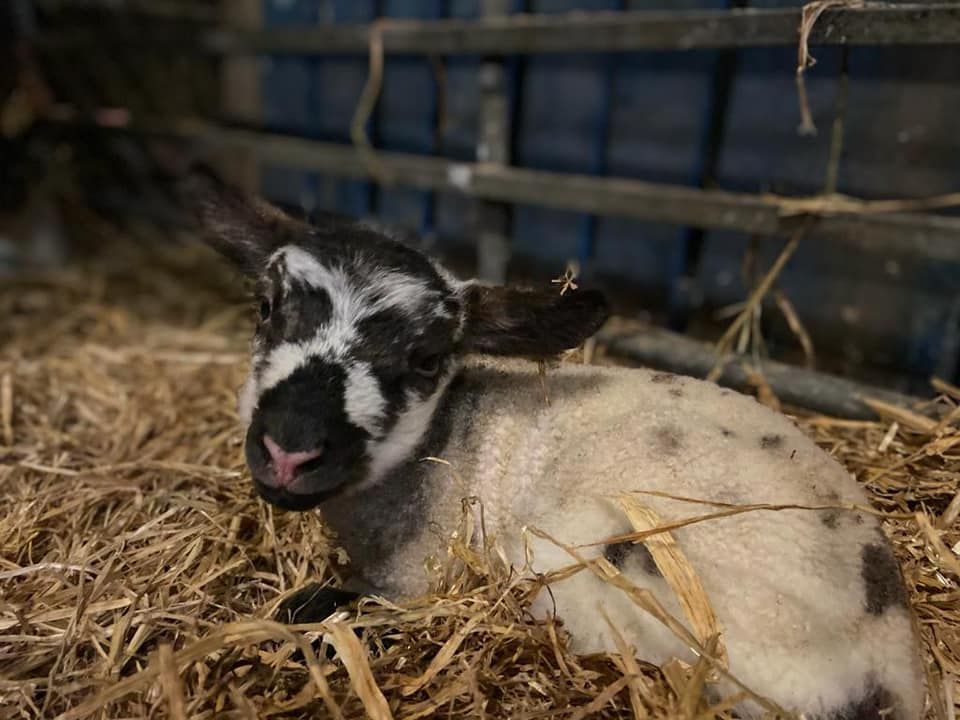 Lambing Open Days