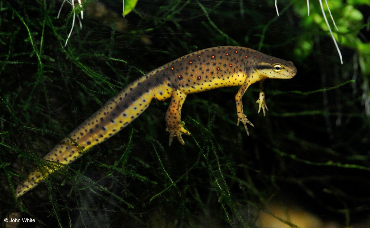 Awesome Amphibians Talk and Guided Walk