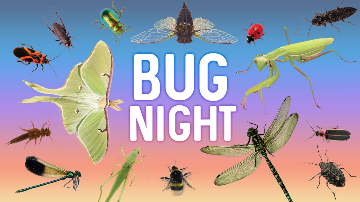 Bug Night