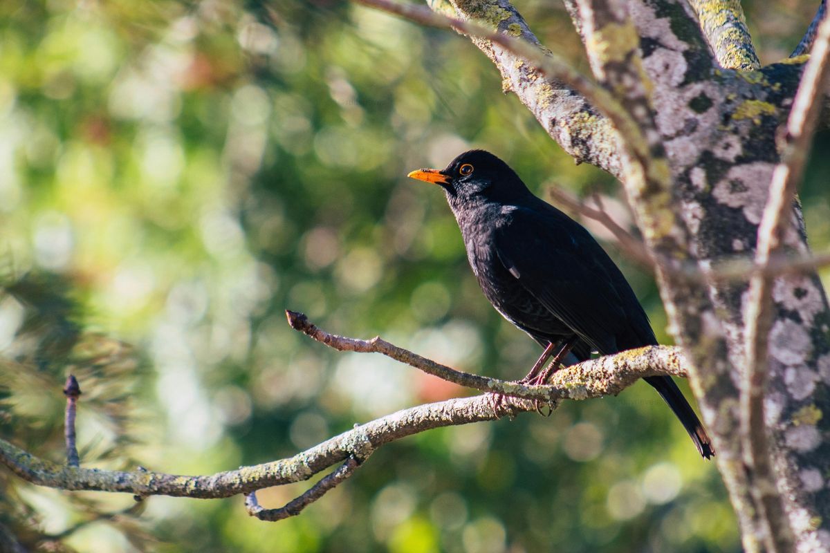 Bird Language Workshop