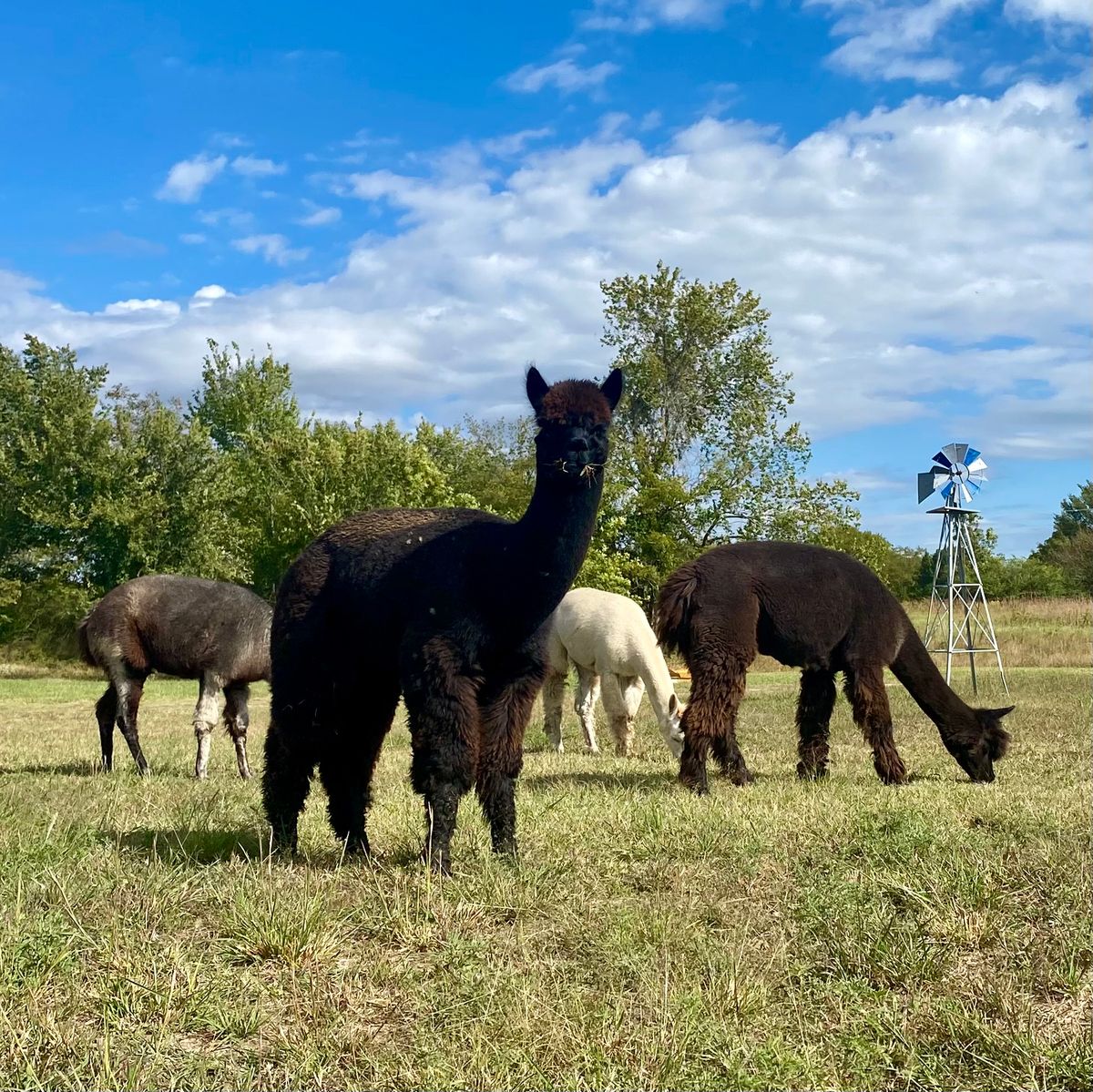 Alpaca Farm Tour (see booking instruction)