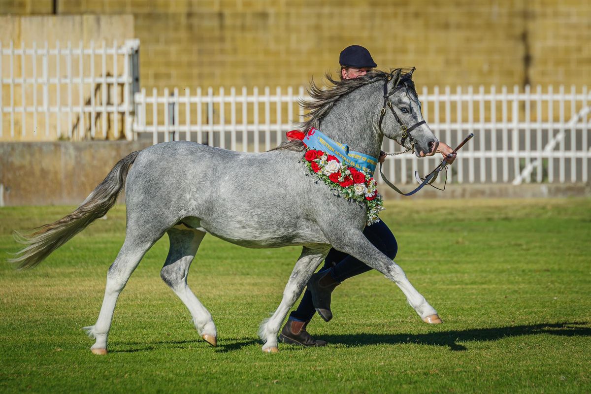 41st WA All Welsh Show