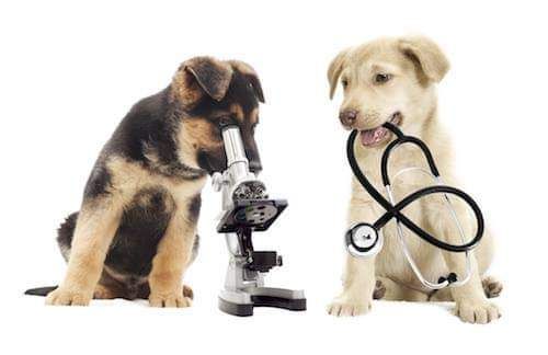 Low-Cost Drive Thru Vaccination & Microchip Clinic!