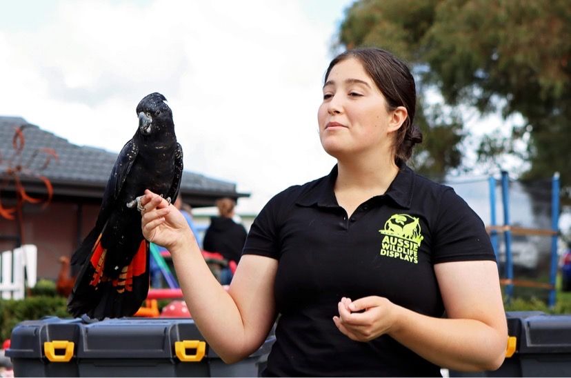 Aussie Wildlife Displays