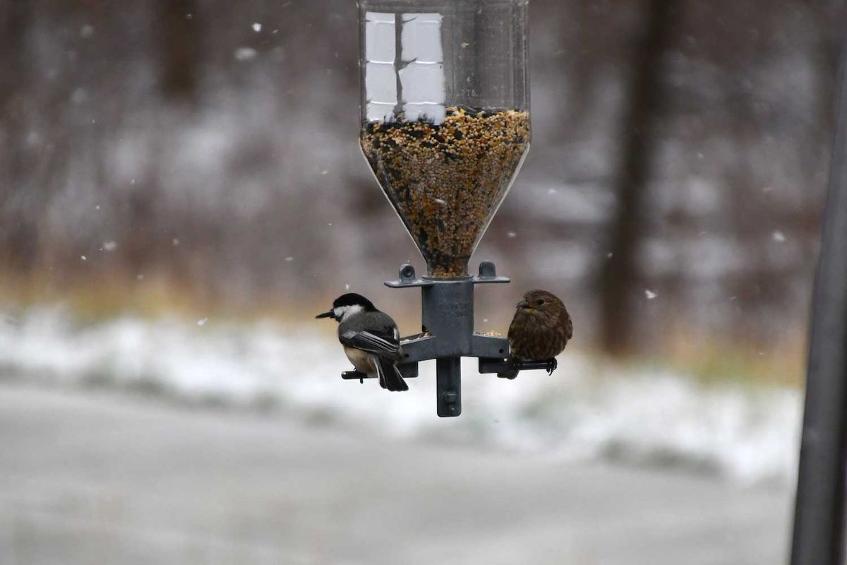 Breakfast With the Birds