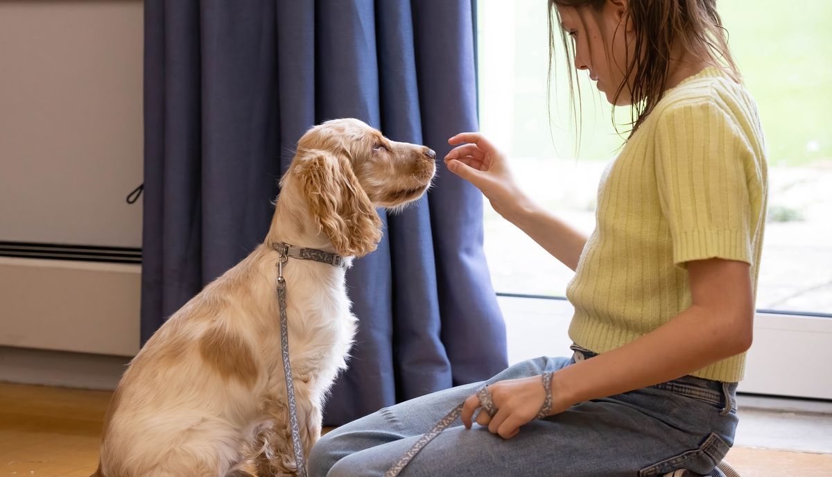 Puppy Training Classes - Daglingworth GL7 7AE