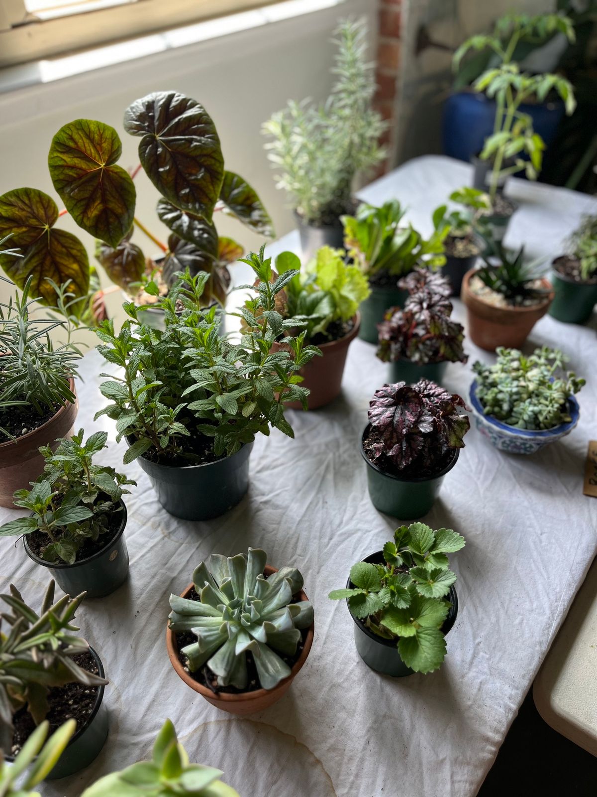 Plant Club Pop-Up Market