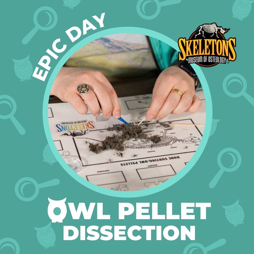 EPIC Day - Owl Pellet Dissections