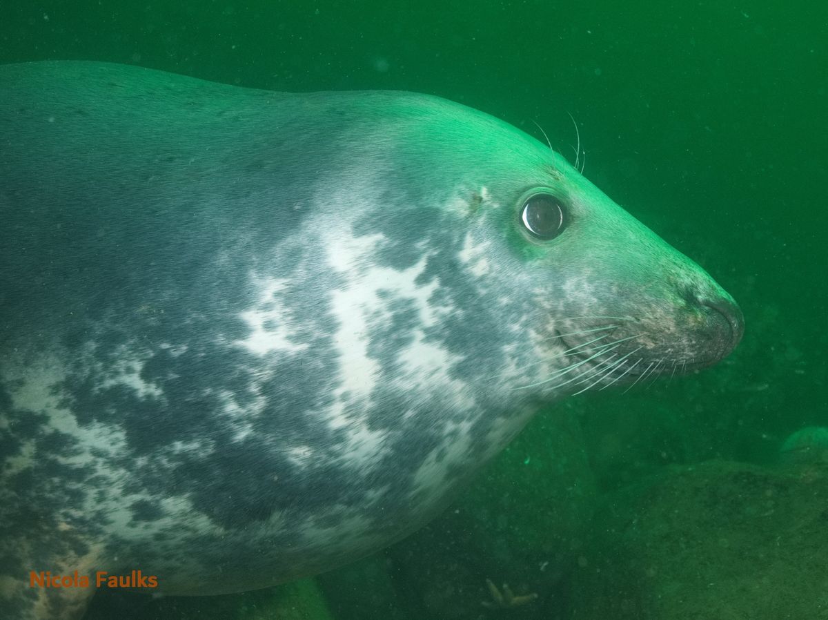 18 April 2025 - Farne Islands Diving