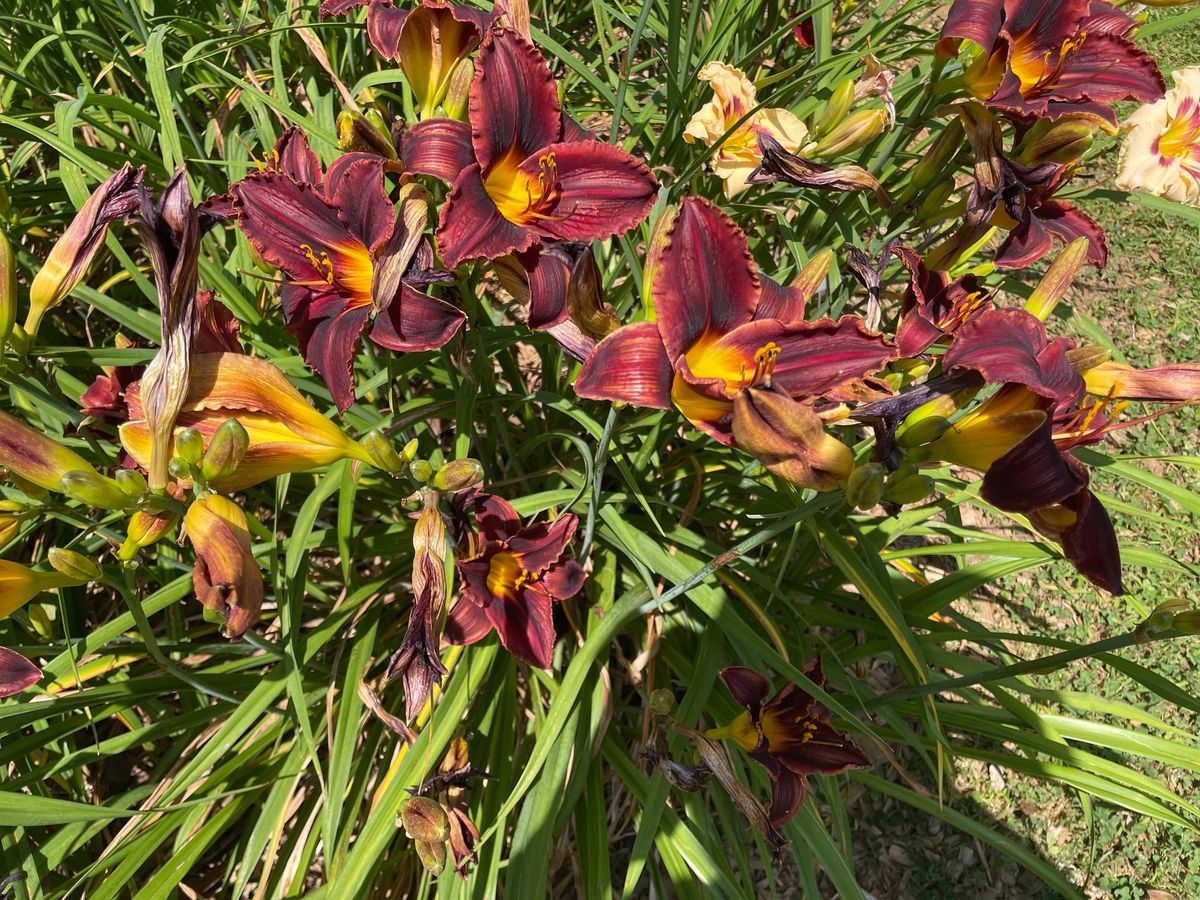 Cherokee County Master Gardeners Plant Sale 