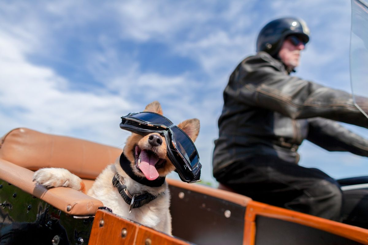 Harley-Davidson Ride For The Animals 