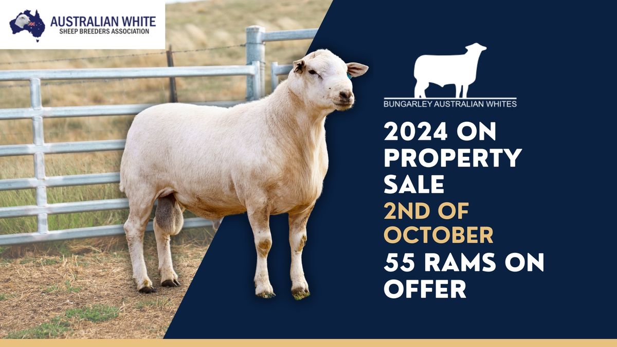 Bungarley Australian Whites Ram Sale - 55 Rams on Offer