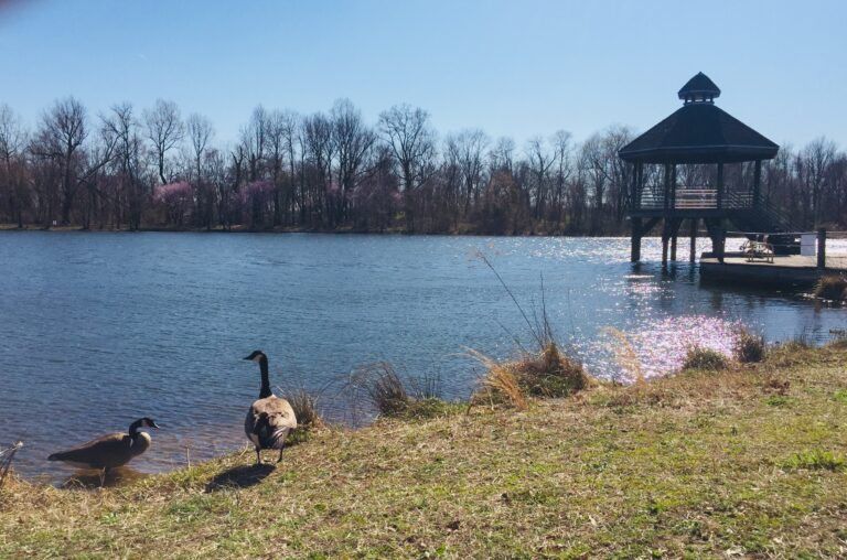 Walk around Lake Artemisia