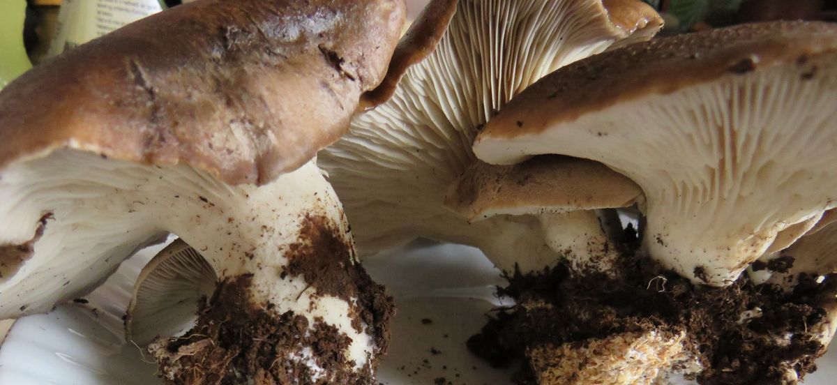 Grow food and medicine - an introduction to mushroom cultivation