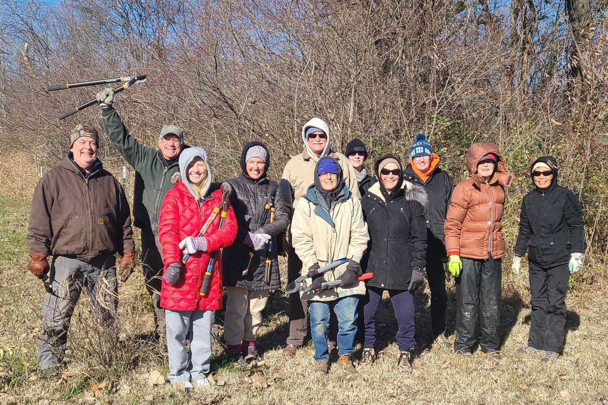 Honeysuckle and Invasive plant removal at St. Vincent Park