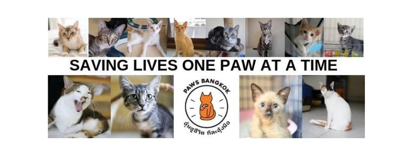 Bangkok's Best Adoptable Cat Cafe