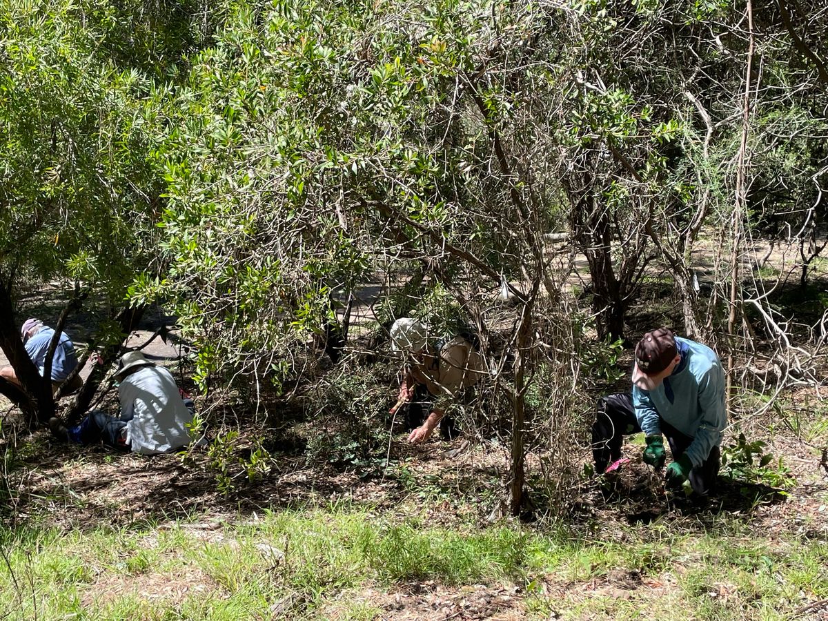 Weeding Work Party January