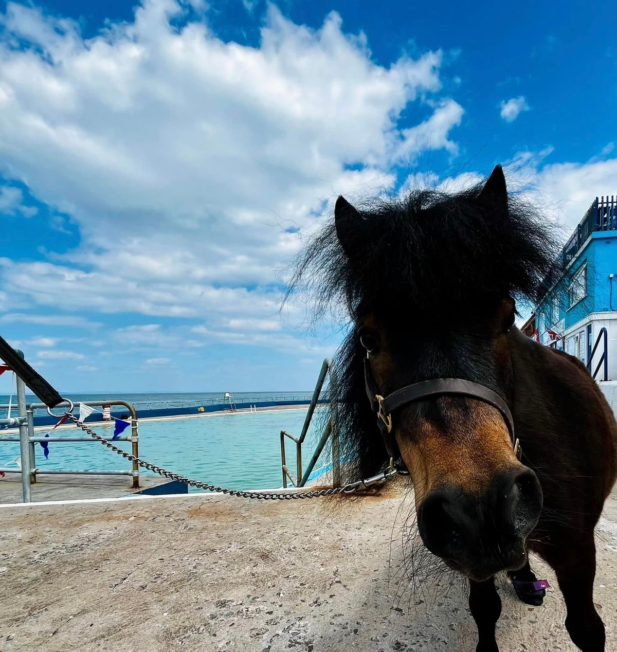 Crackerbox Kids Entertainment Show & meet Patrick the Pony