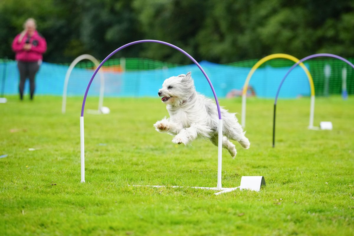 Introduction to Canine Hoopers - 4 Week Course, Stourport