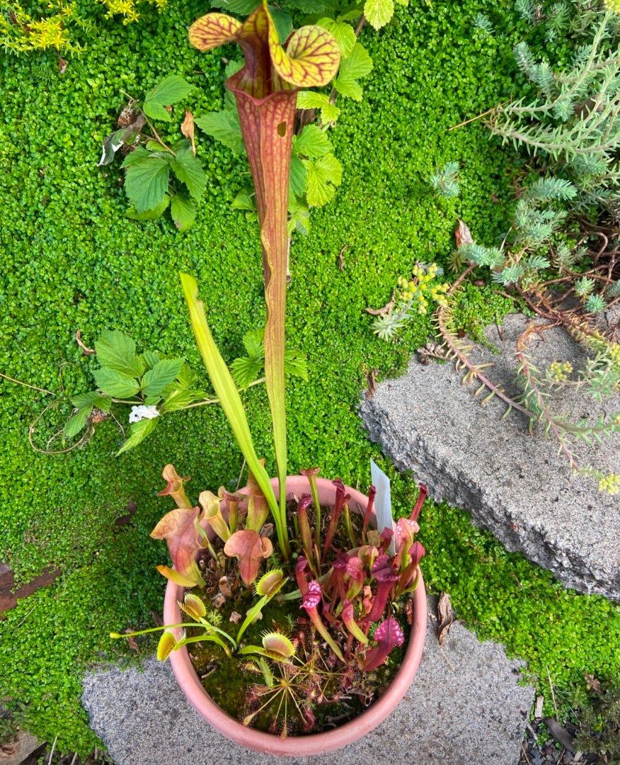 Mixed Carnivorous Plant Bog Workshop