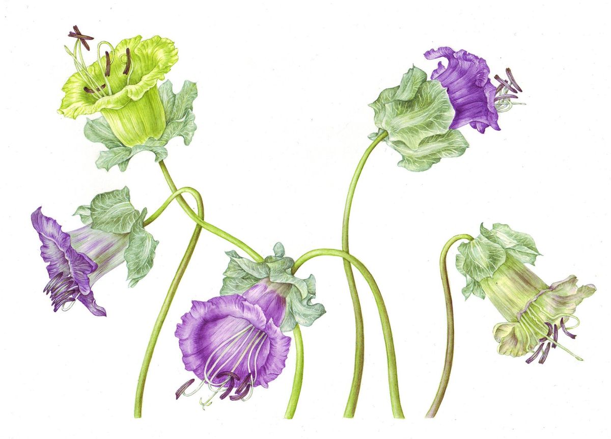 Botanical Illustration Art Class