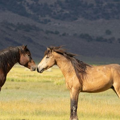 Eastern Sierra Wild Horses