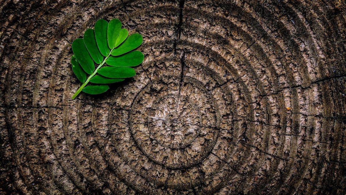 Sacred Aromatherapy Circle