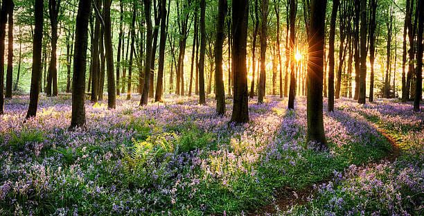 Woodland planting in Autumn 