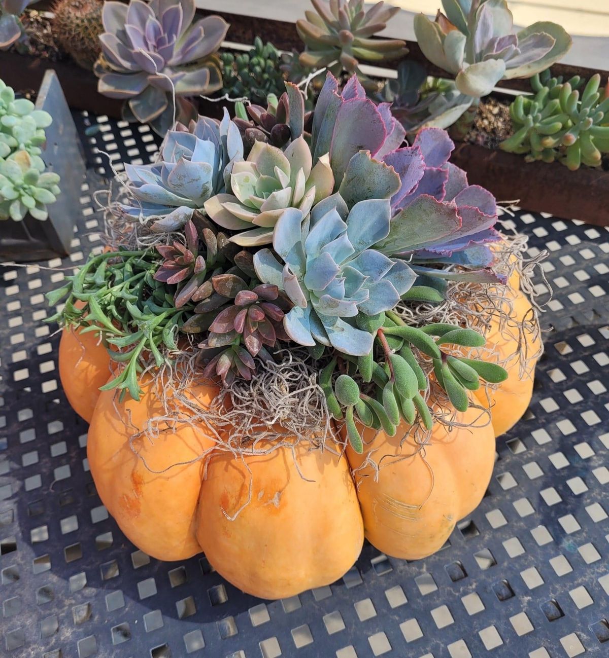 Succulent Pumpkin Workshop 