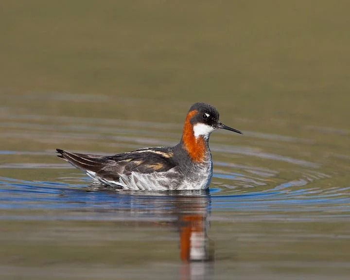 Birding Outing: Santee Lakes