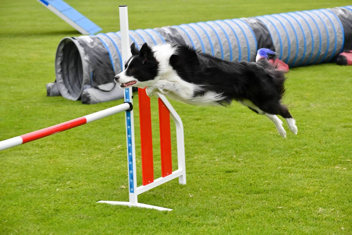 AKC Agility Trial by Badger Kennel Club!