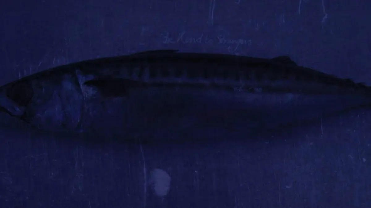 Shooglenifty and Moxie in Glasgow