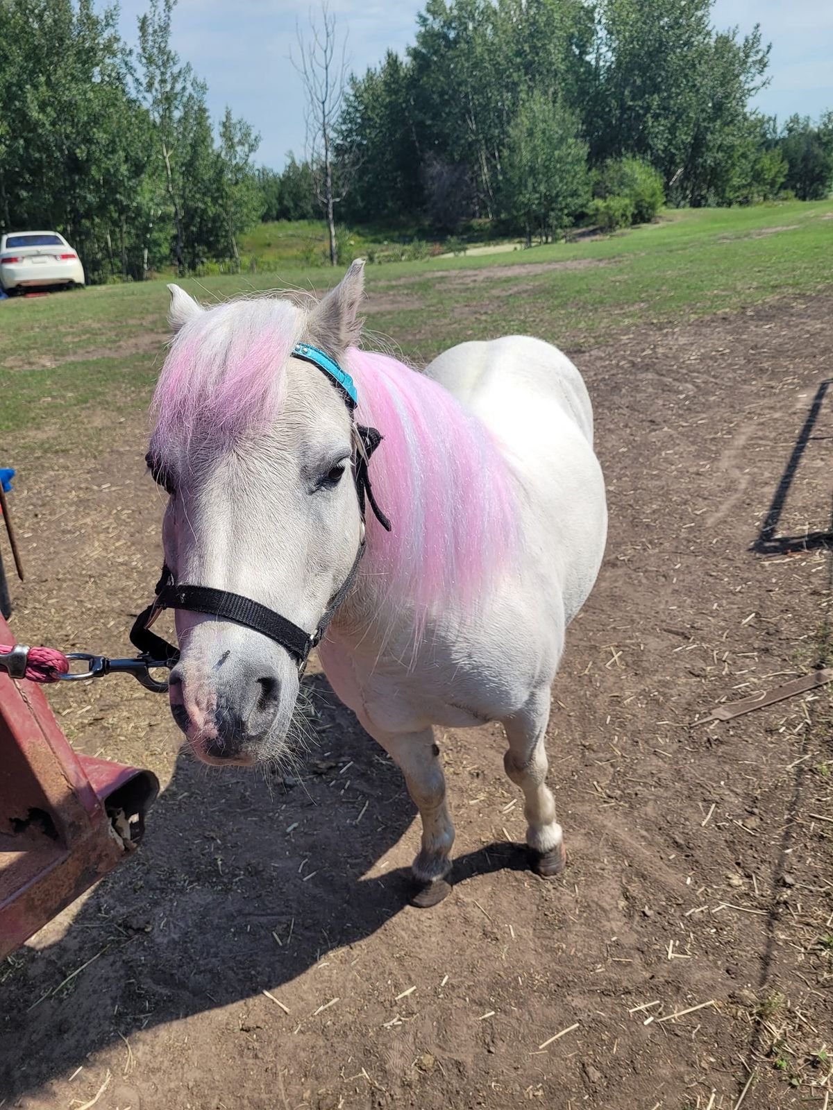 Pony , horse and Unicorn Rides