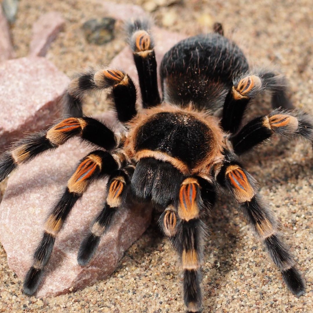 Creature Features: Mexican Red-knee Tarantula and Goliath Bird Eater Tarantula