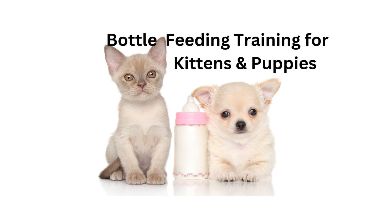 Bottle Feeding Training for Kittens 