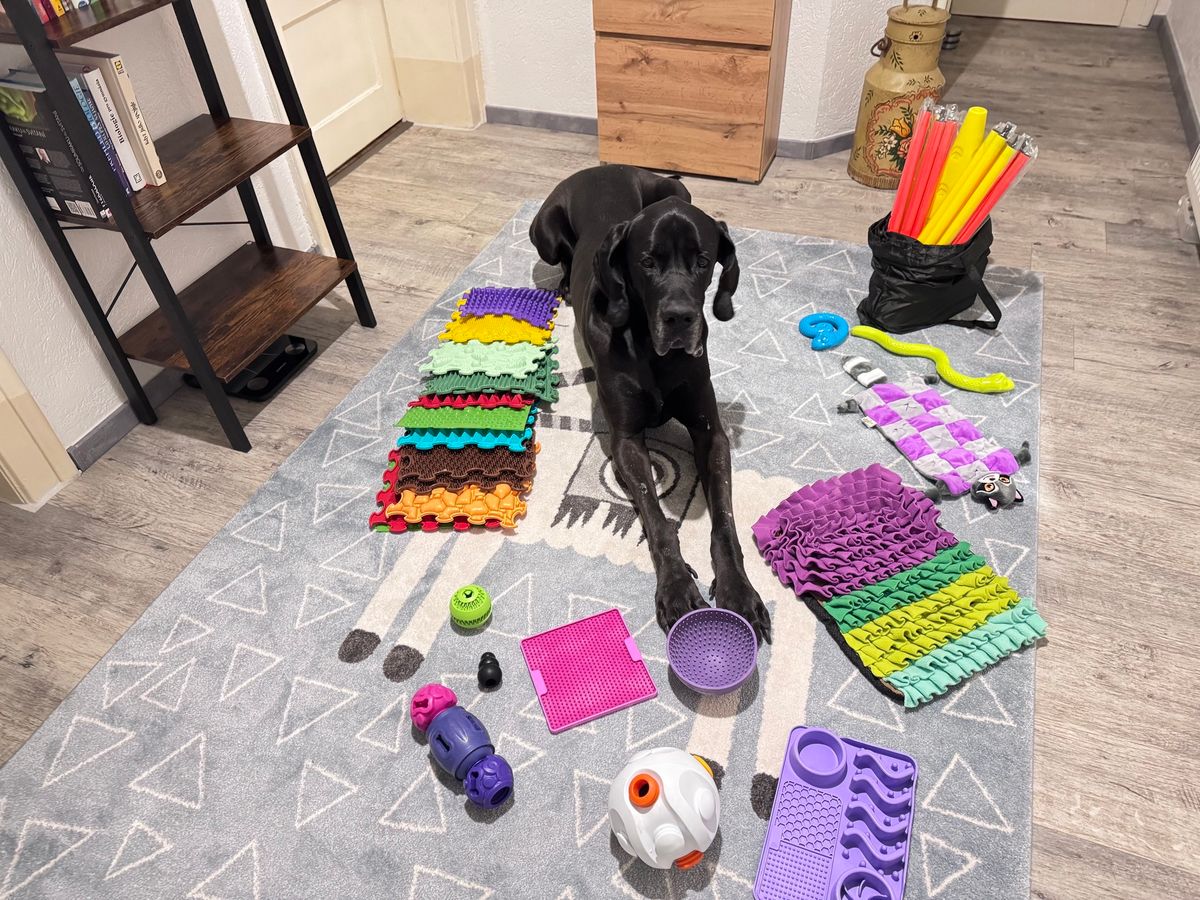 Sensory Room Day for Dogs 